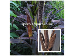 Просо Африканське
