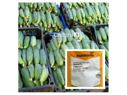 Огірок Спарта F1