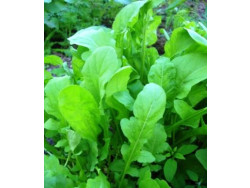 Рукола широколиста