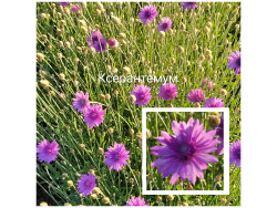 Ксерантемум