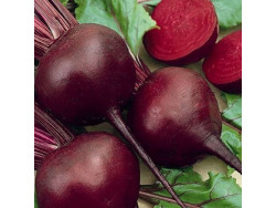 Буряк Детройт