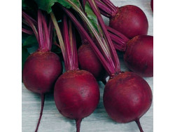 Буряк Кардинал