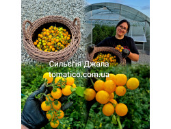 Томат Сильєгія Джала