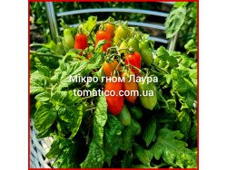 Томат Мікро Гном Лаура