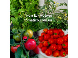 Томат Гном Шимофурі