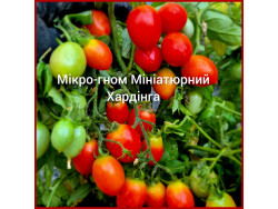Томат Мікро Гном Мініатюрний Хардінга