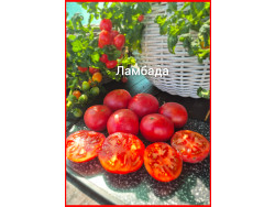 Томат Ламбада