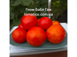 Томат Гном Бабл Гам