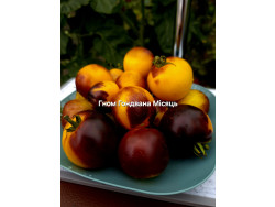 Томат Гном Гондвана Місяць