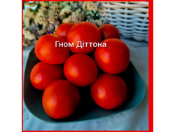 Томат Гном Дітона