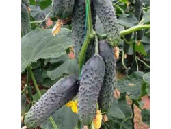 Огірок Лютояр F1