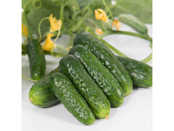 Огірок Пролікс F1