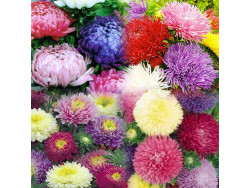 Айстра махрова суміш