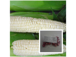 Кукурудза Білий Кролик F1