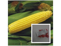 Кукурудза Спіріт F1