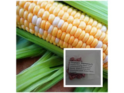 Кукурудза Мармурова F1