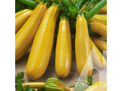 Кабачок Лемона F1