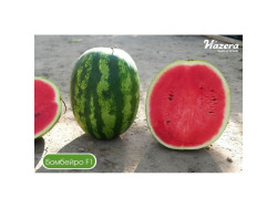 Кавун Бомбейро F1