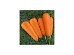 Морква Болівар F1