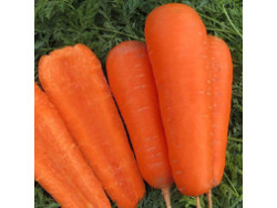 Морква Курода Пауер