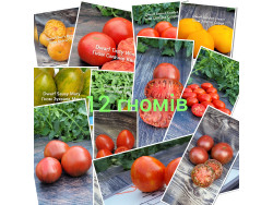 Набір 12 гномів