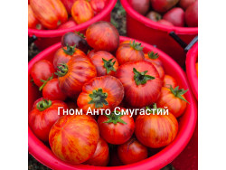 Томат Гном Анто Смугастий