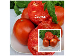 Томат Сармат