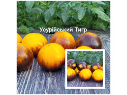 Томат Усурійський Тигр