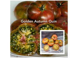 Томат Королева Золотої Осені Golden Autumn Queen