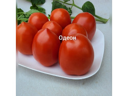 Томат Одеон