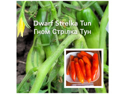 Томат Гном Стрілка Тун