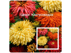 Цинія Кактусовидна