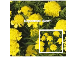 Чорнобривці Карликові Жовті